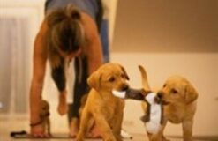 Felline Studio: Kucēnu joga