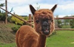 Al Pako - Alpaki Nad Morzem